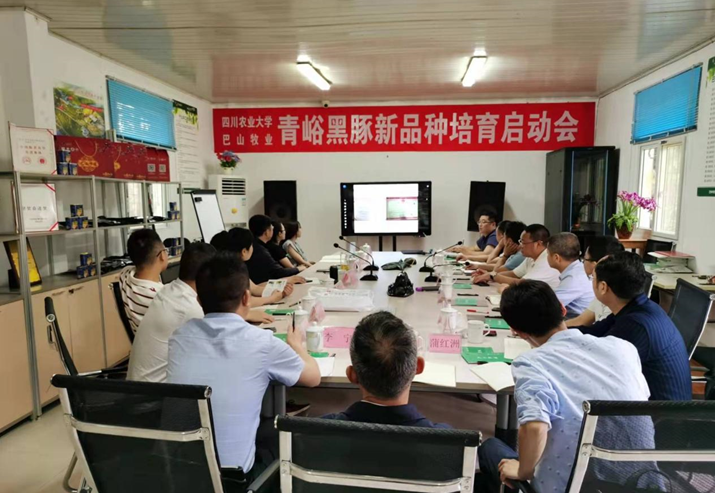 巴中市巴山牧業(yè)股份有限公司與四川農(nóng)業(yè)大學(xué)會(huì)召開了青峪黑豬新品種選育啟動(dòng)會(huì)